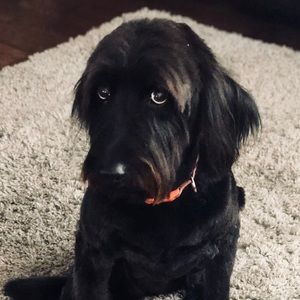 Meet your Posher, Sandy